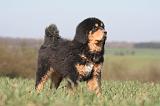 DOGUE DU TIBET 543